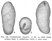 Cassidulina bradyi