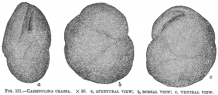 Cassidulina crassa Cassidulina crassa
