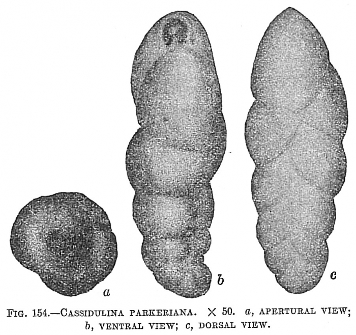 Cassidulina parkeriana