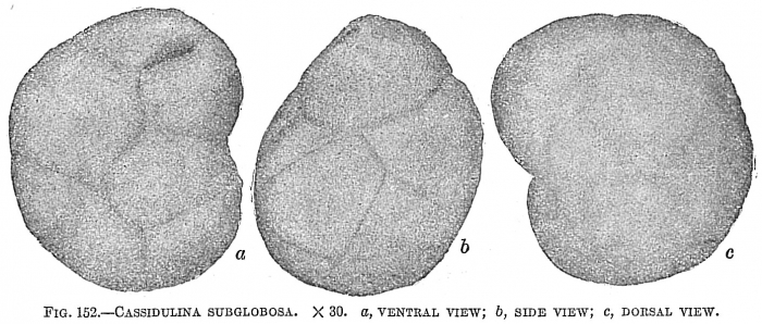 Cassidulina subglobosa