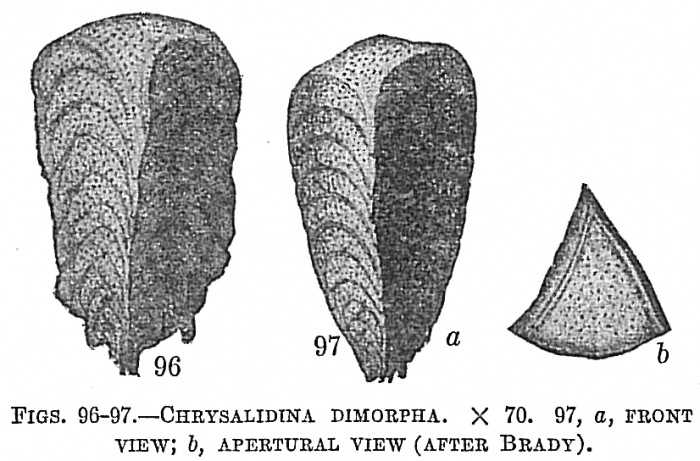 Chrysalidina dimorpha Chrysalidina dimorpha