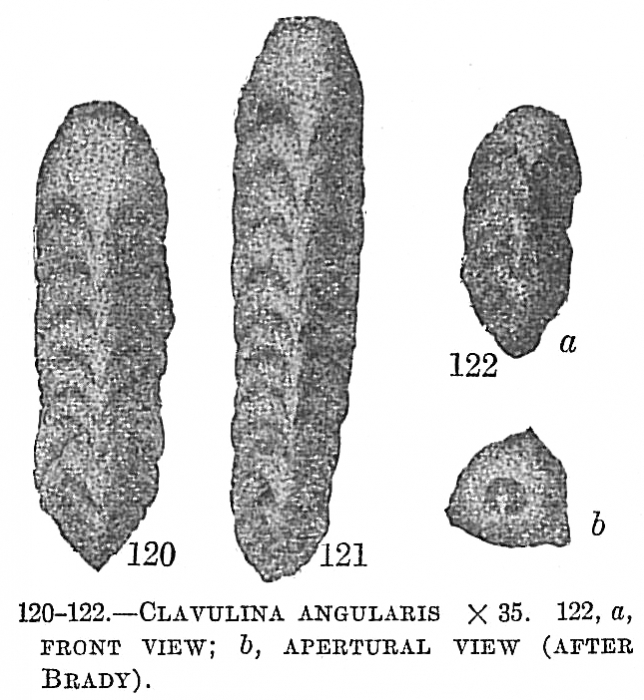 Clavulina angularis
