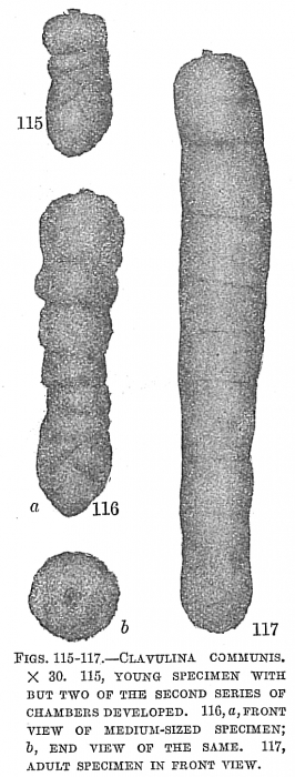 Clavulina communis