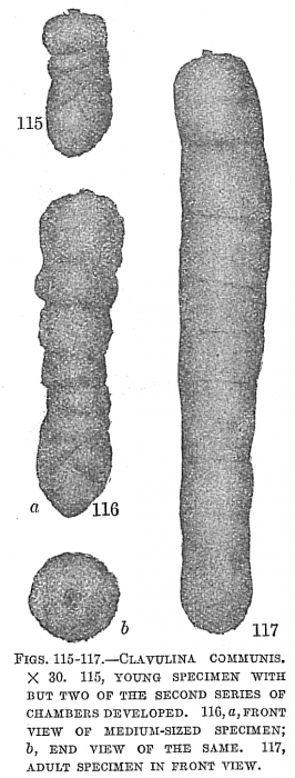 Clavulina communis Clavulina communis