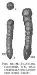 Clavulina parisiensis sensu Brady, 1884 not d'Orbigny = Clavulina multicamerata Chapman 1907