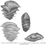 Chromista - Foraminifera (foraminifers)