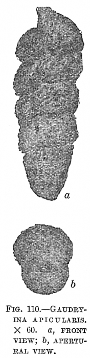 Gaudryina apicularis Gaudryina apicularis