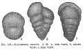 Chromista - Foraminifera (foraminifers)