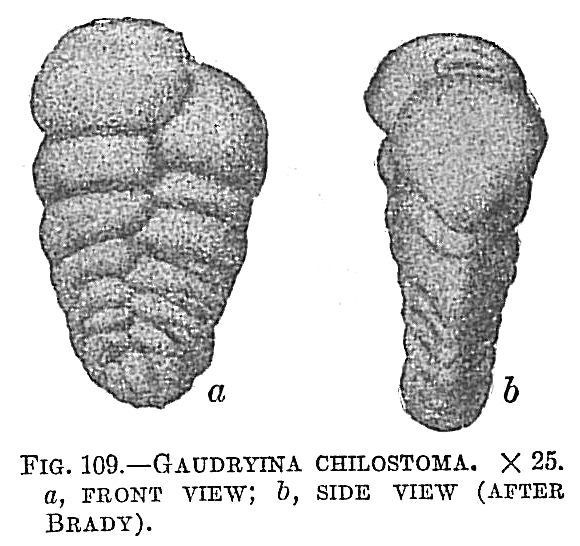Gaudryina chilostoma