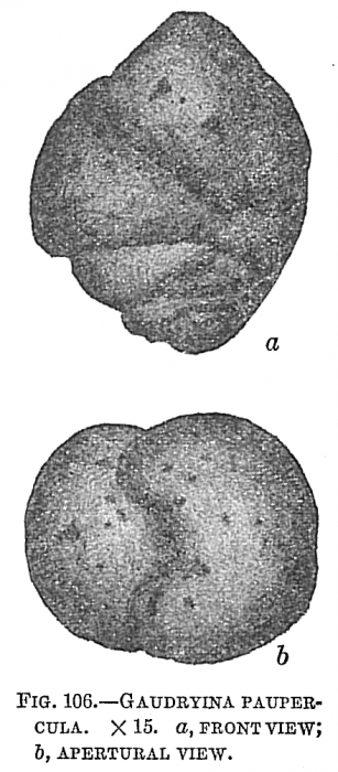 Gaudryina paupercula