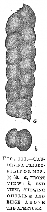 Gaudryina pseudofiliformis