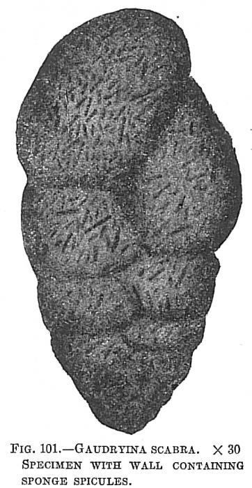 Gaudryina scabra Gaudryina scabra