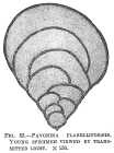 Pavonina flabelliformis