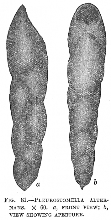 Pleurostomella alternans