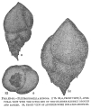 Chromista - Foraminifera (foraminifers)