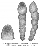 Pleurostomella subnodosa