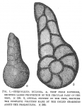 Spiroplecta bulbosa