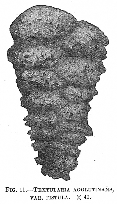 Textularia agglutinans fistula