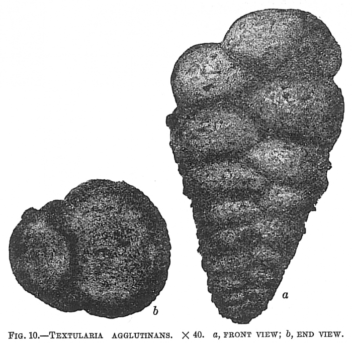 Textularia agglutinans