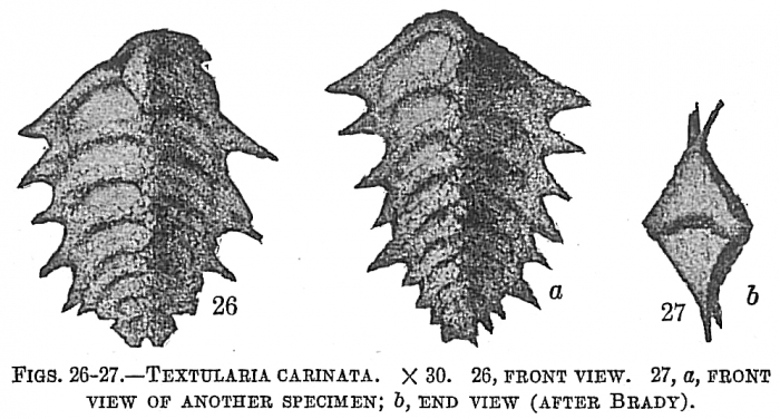 Textularia carinata Textularia carinata