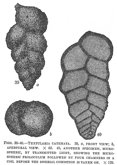 Textularia catenata