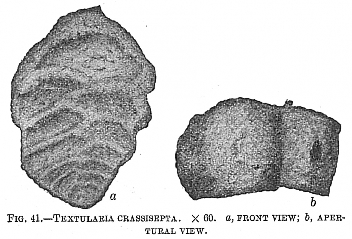 Textularia crassisepta