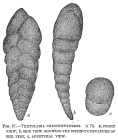 Textularia crescentiformis