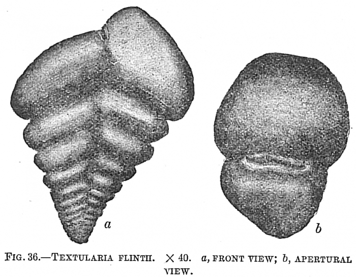 Textularia flintii