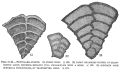 Chromista - Foraminifera (foraminifers)