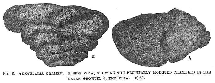 Textularia gramen sensu Cushman (1911, pars) = T. lata (opinion of Zheng 2001, p. 535)