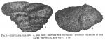 Textularia gramen sensu Cushman (1911, pars) = T. lata (opinion of Zheng 2001, p. 535)