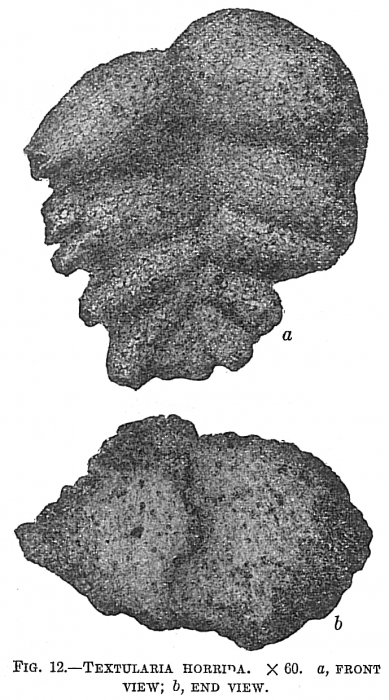 Textularia horrida Textularia horrida