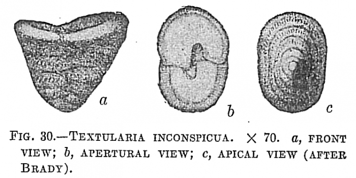 Textularia inconspiqua