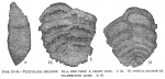 Chromista - Foraminifera (foraminifers)