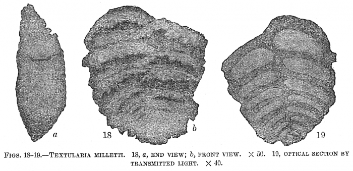 Textularia milletti