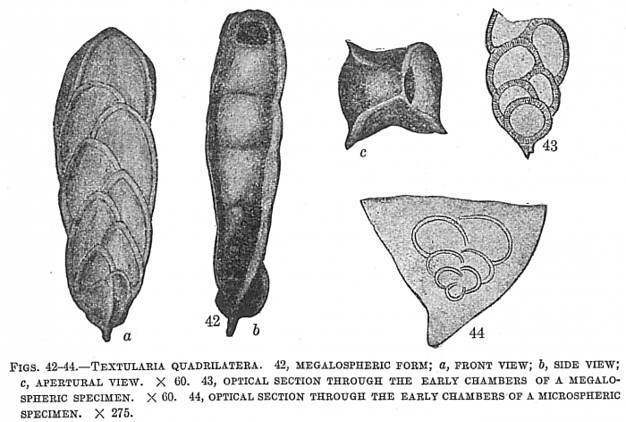 Textularia quadrilatera