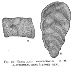 Textularia rhomboidalis