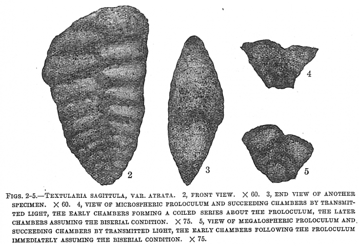 Textularia sagittula atrata