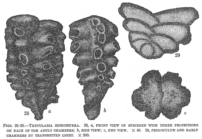 Textularia siphonifera