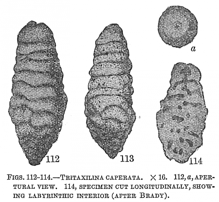 Tritaxilina caperata Tritaxilina caperata