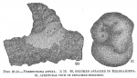 Chromista - Foraminifera (foraminifers)