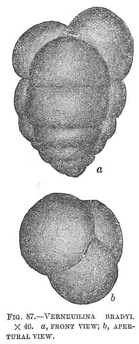 Verneuilina bradyi