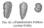 Chromista - Foraminifera (foraminifers)