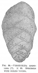 Verneuilina spinulosa