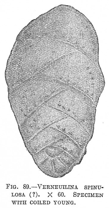 Verneuilina spinulosa Verneuilina spinulosa