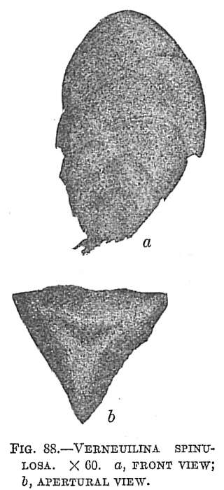 Verneuilina spinulosa
