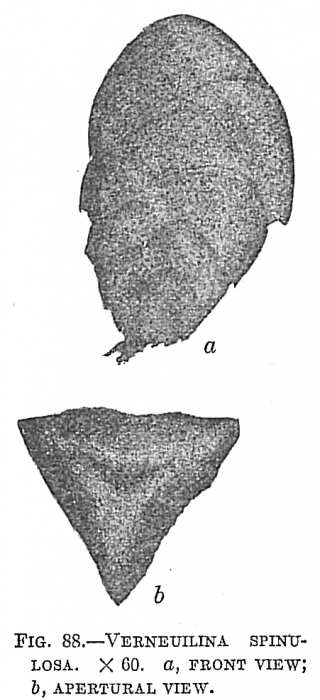 Verneuilina spinulosa Verneuilina spinulosa