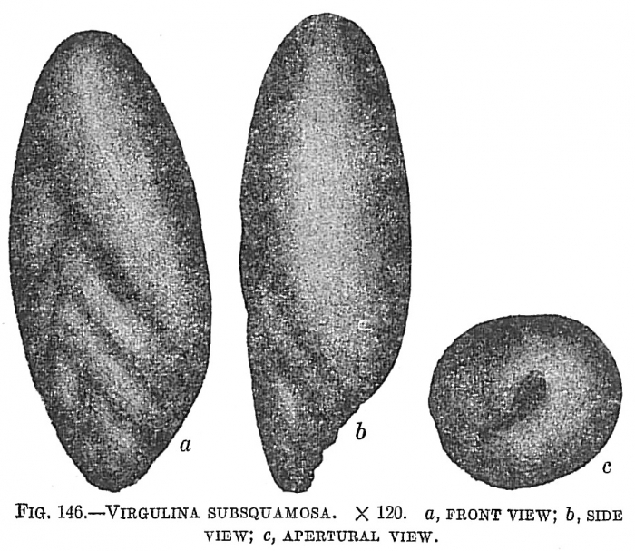 Virgulina subsquamosa