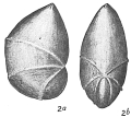 Chromista - Foraminifera (foraminifers)