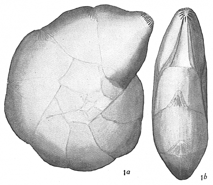 Cristellaria articulata Cristellaria articulata